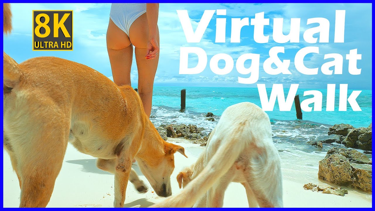 Exploring Onok Island with Friendly Dogs and cat: A Tropical Adventure in untouched paradise.