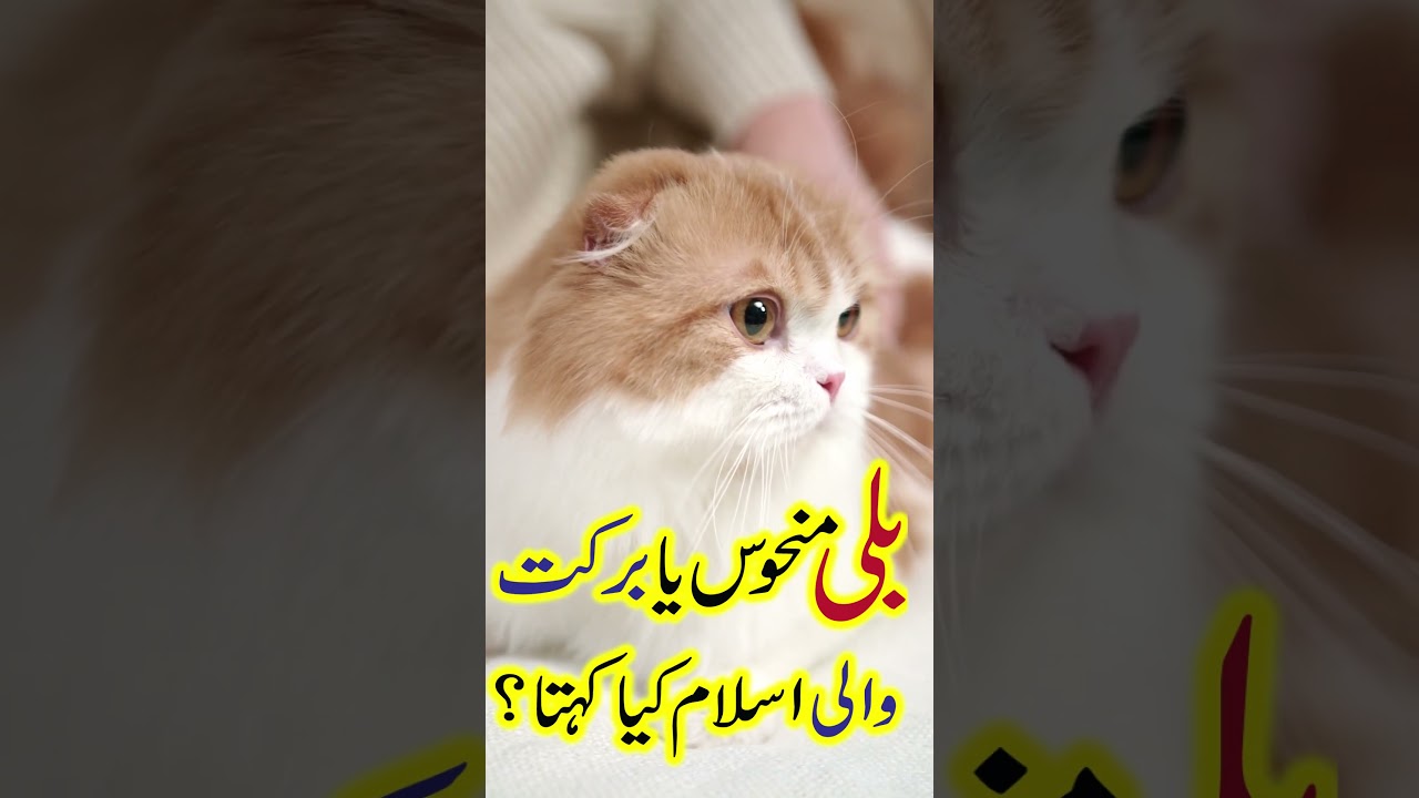 Kiya Billi Manhos Hai Ya Barkat Wala Janwar