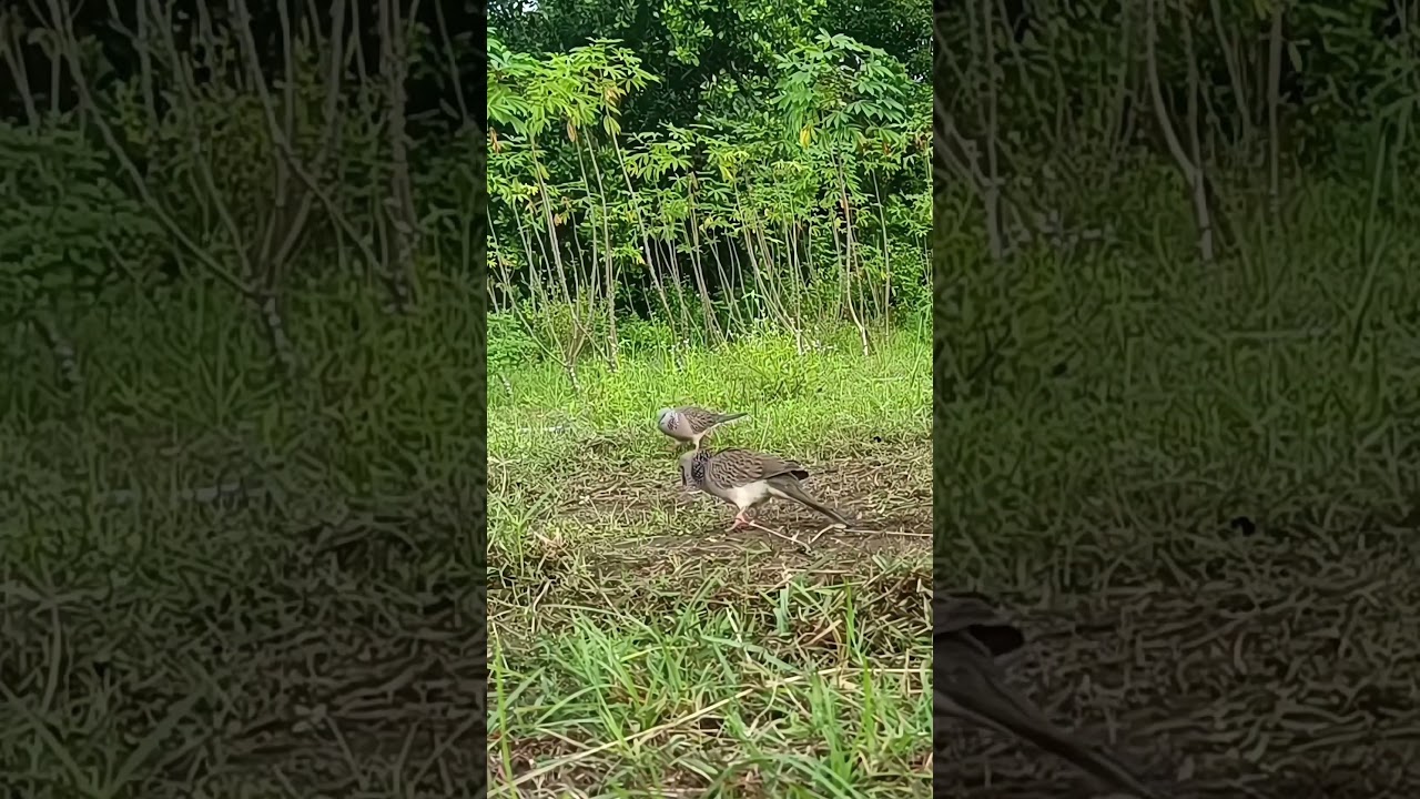 burung liar adu tekan dengan pikat 
