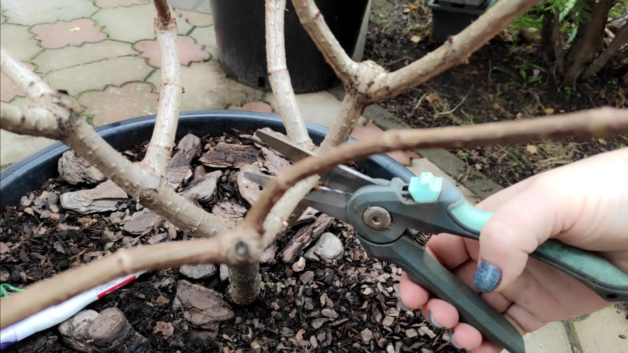Обрезка метельчатой гортензии Полярный медведь ✂️✂️🪚🪚