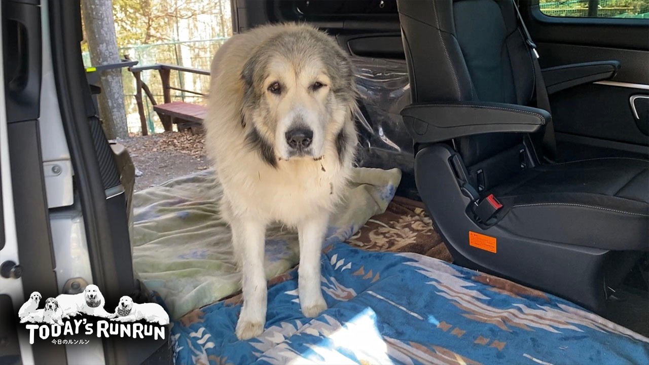 ルンルン号大掃除をつきっきりで監督したベルです　Great Pyrenees　グレートピレニーズ
