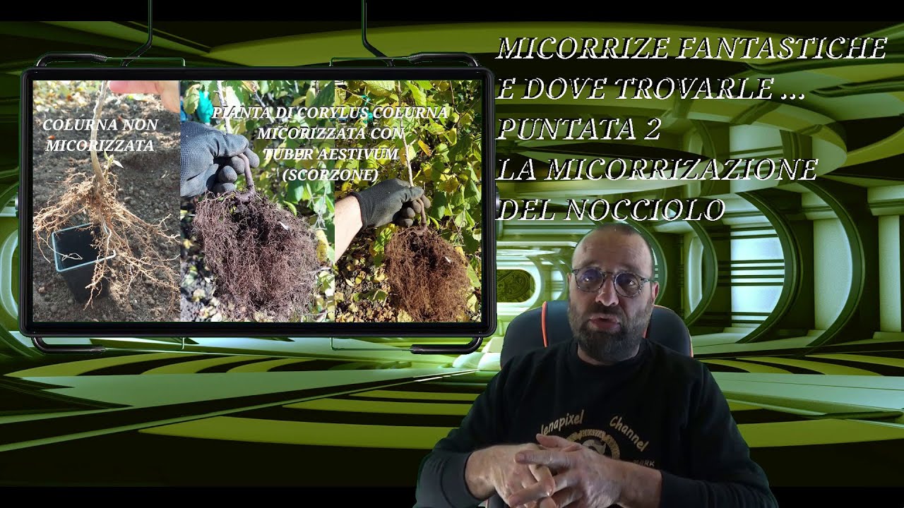Micorrize fantastiche e dove trovarle, puntata 2, micorizzazione del nocciolo