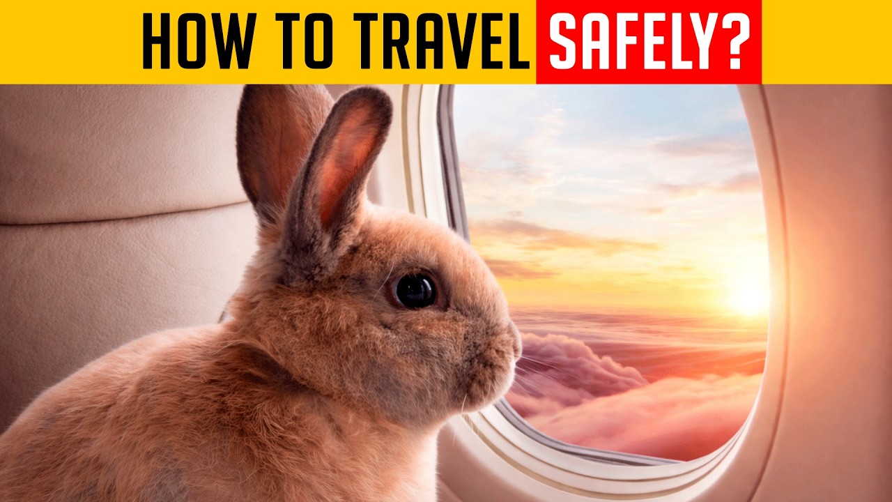 Traveling with Rabbits: The Hidden Dangers No One Talks About
