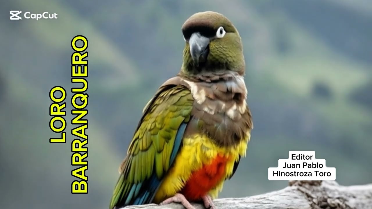 LORO BARRANQUERO #avesextraordinarias 