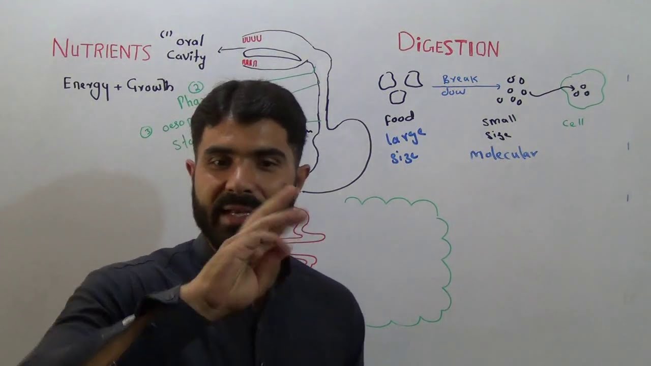 L-1 Biology 1st year  Chapter Digestion  part 1 summary
