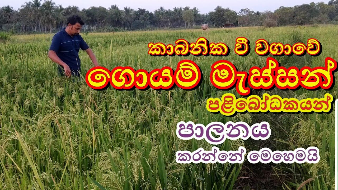 කාබනික වී වගාවේ ගොයම් මැස්සන් පාලනය | වී වගාවේ කෘමි පාලනය | බත්කූරා