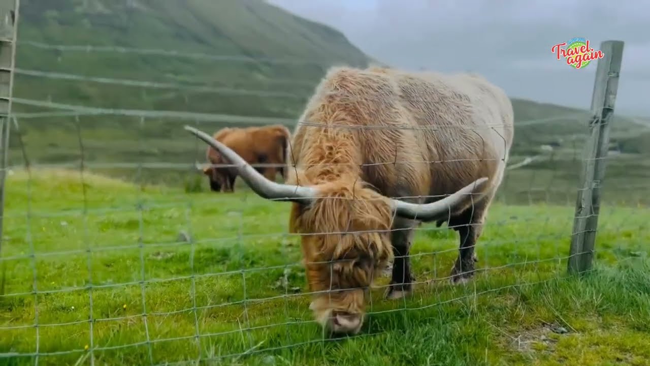 Highland cow in a field eating grass #moutainlife #green