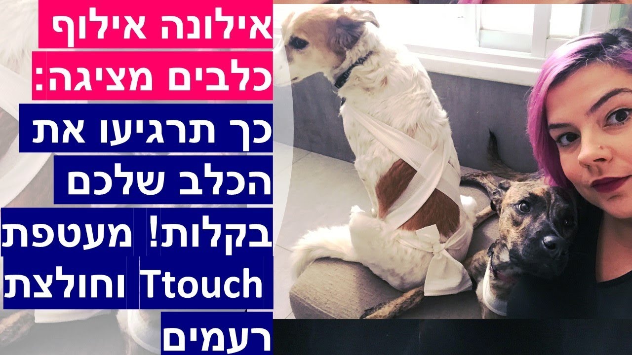 איך להרגיע כלב היפרי, לחוץ או רועד מפחד שיטת חבישה לכלבים, מעטפת טיטאץ' -ttouch, חולצת רעמים ודוגיזן