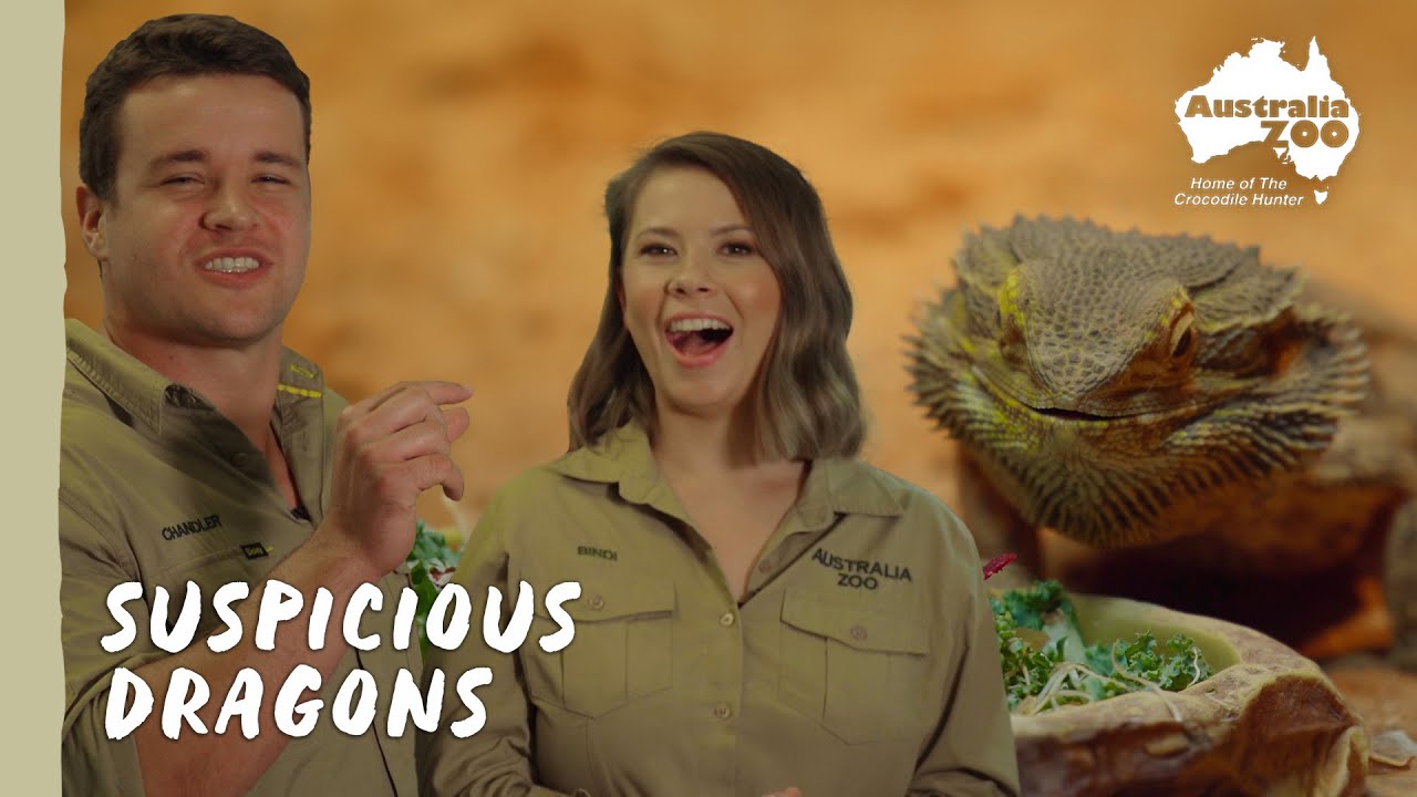Teeny tiny dragons | Australia Zoo Life