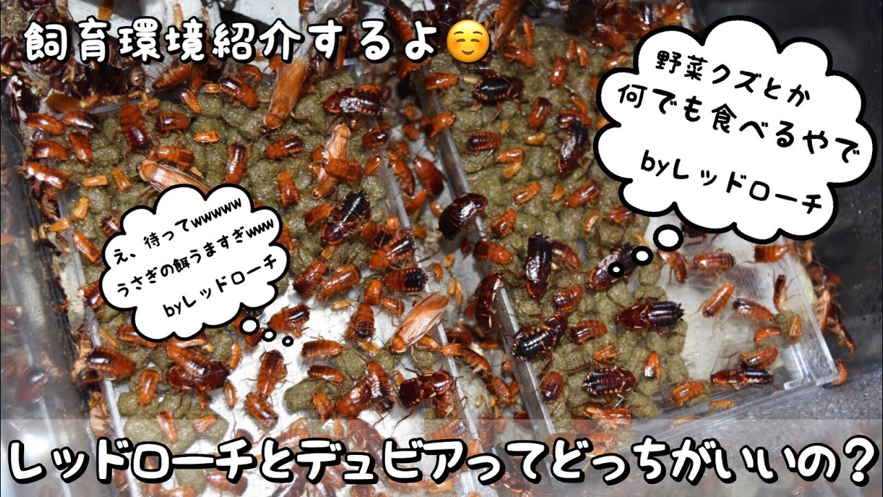 レッドローチの飼育環境紹介！！