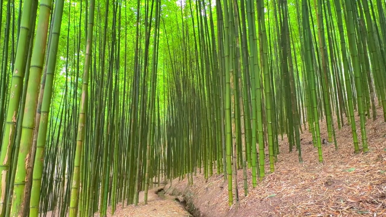 3 Hours of Nature Sounds – Soft Stream for Deep Relaxation & Sleep