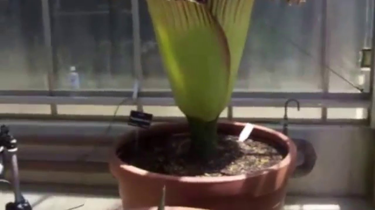 Corpse flower blooms in Adelaide