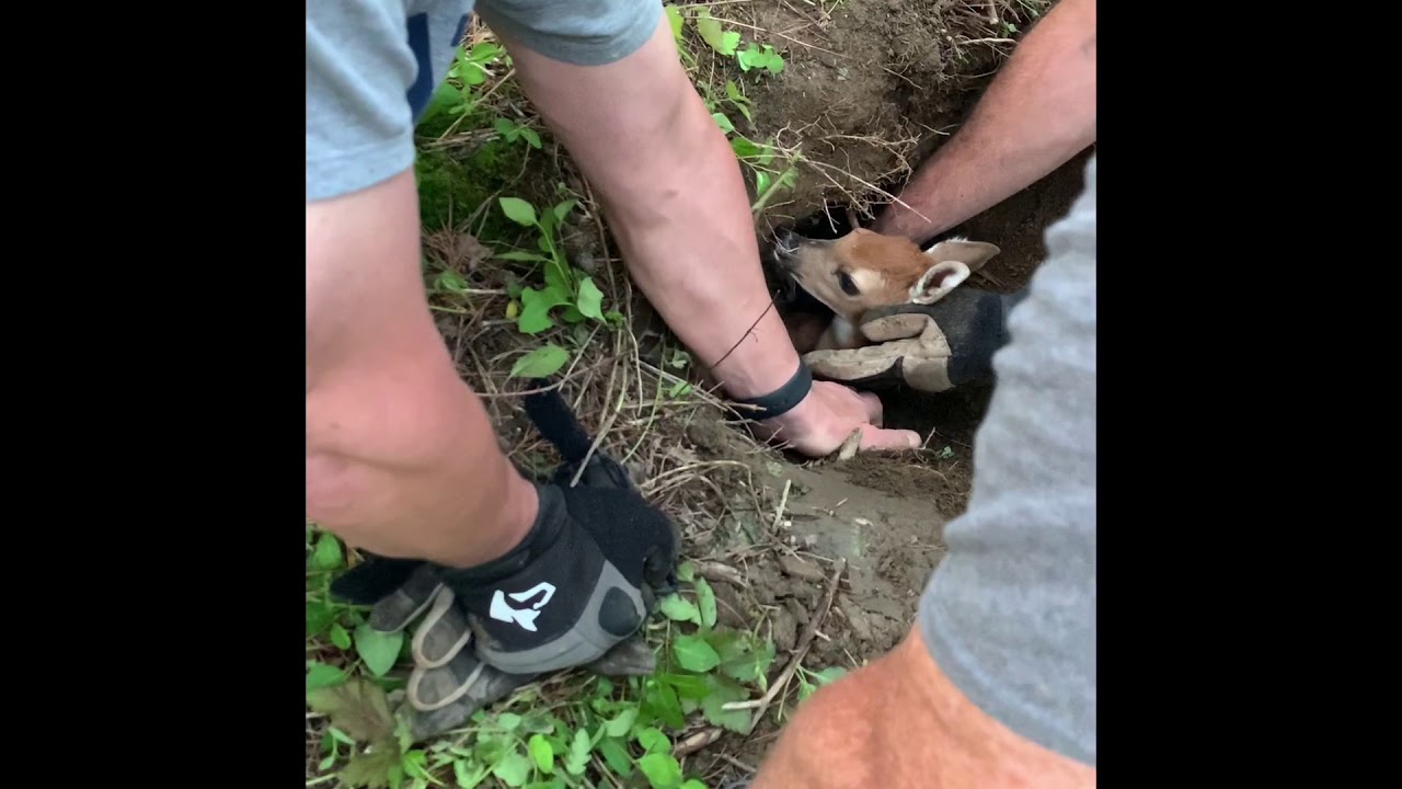 Baby deer saved from being stuck in a groundhog hole!