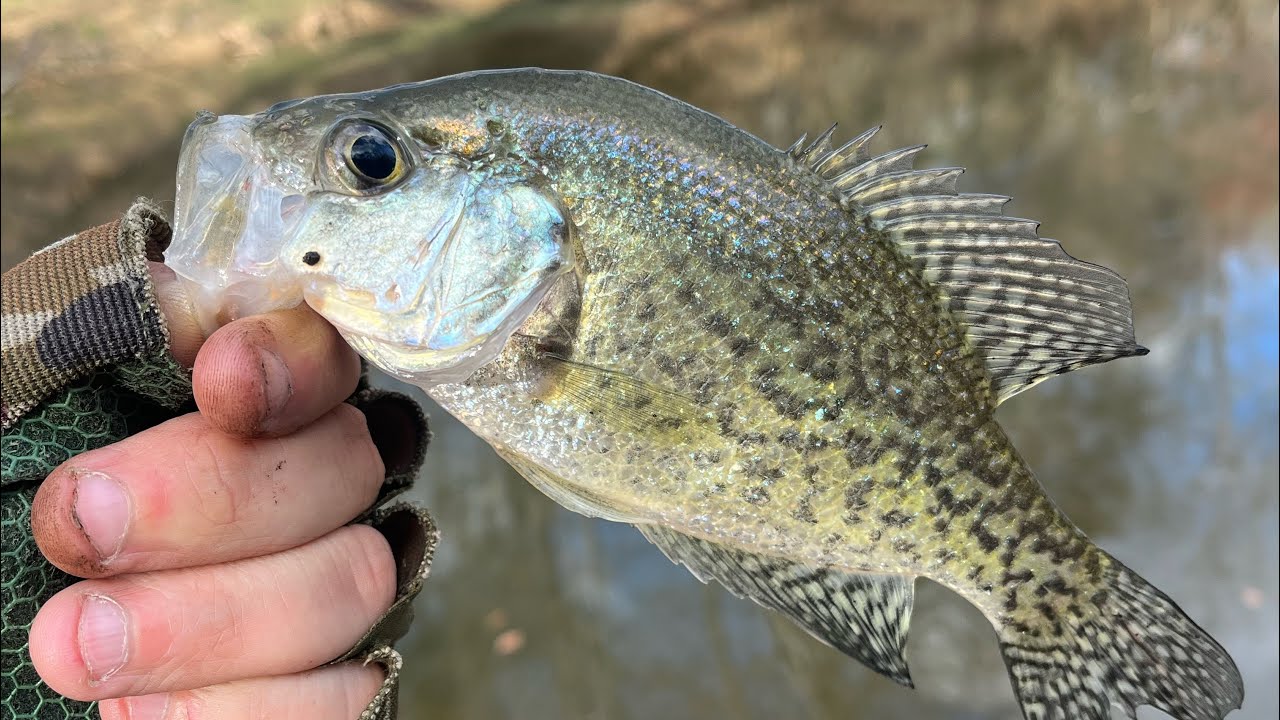 Early Spring is here! Pt 2
