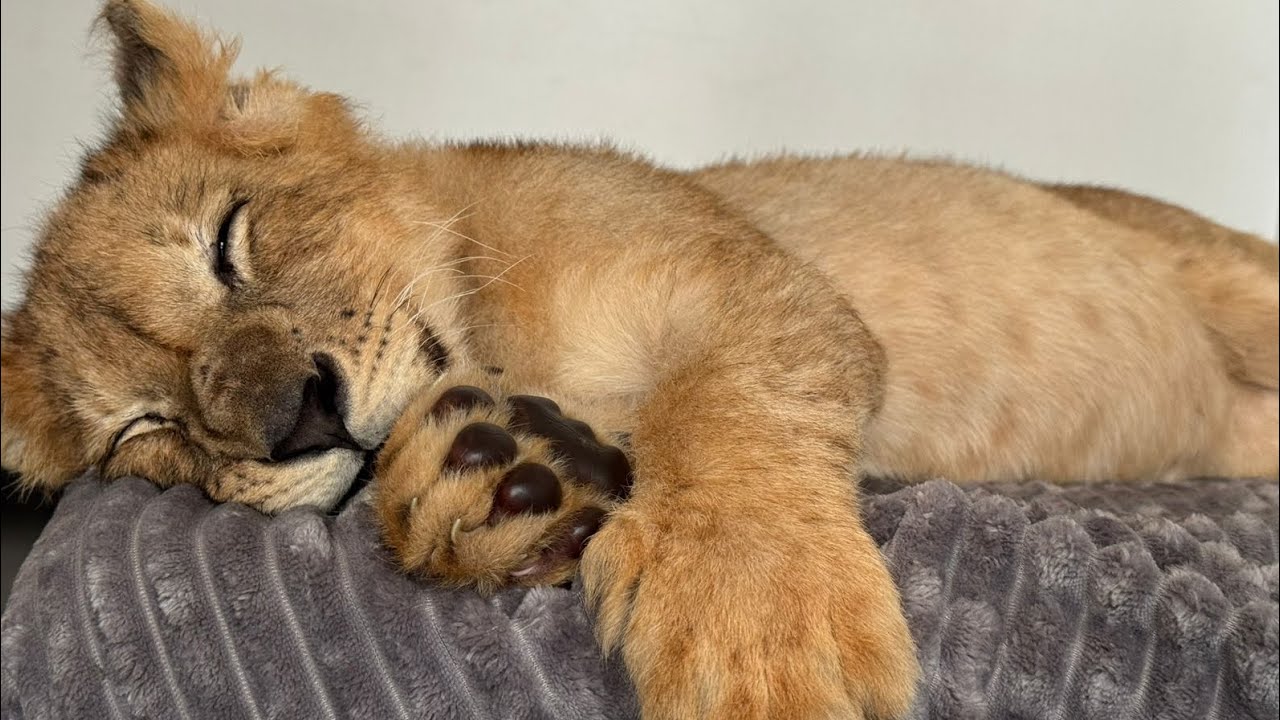 Help send rescued lion cub to sanctuary 🦁