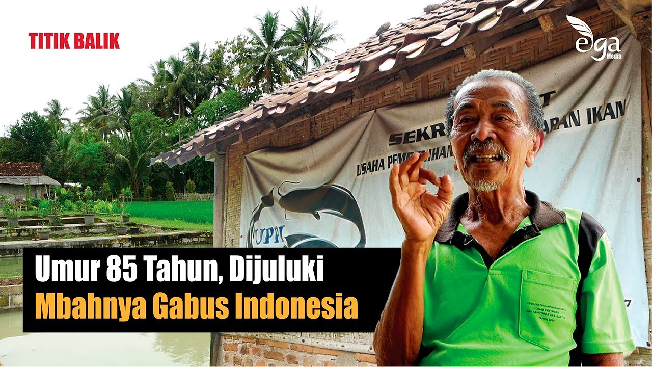 Budidaya Ikan Gabus Pakai Jurus 5M ala Mbah Kidjo
