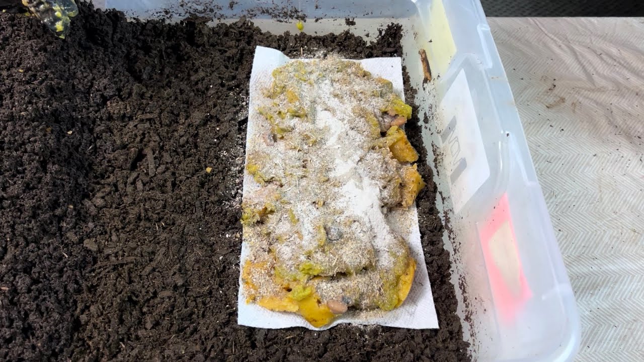 When to Wedge and When to Ping Pong Worm Migration