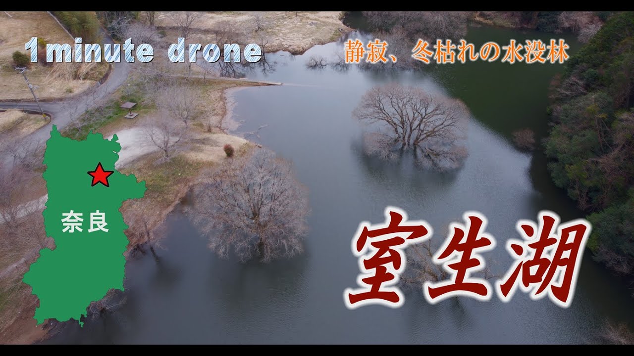 【1min. drone #356】奈良県宇陀市・室生湖～静寂、冬枯れの水没林～