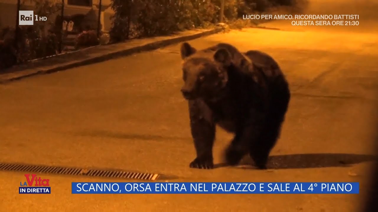 Scanno, orsa entra nel palazzo e sale al 4° piano - La Vita in diretta - 13/09/2023
