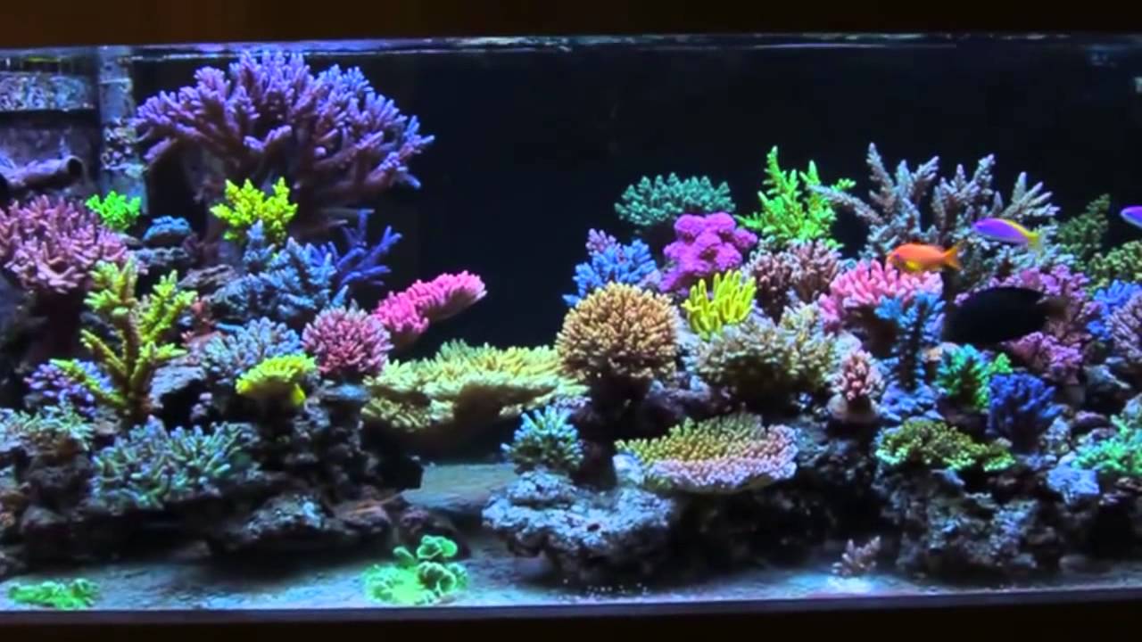 Reef Interests All-In-One Biopellets on SPS Aquarium