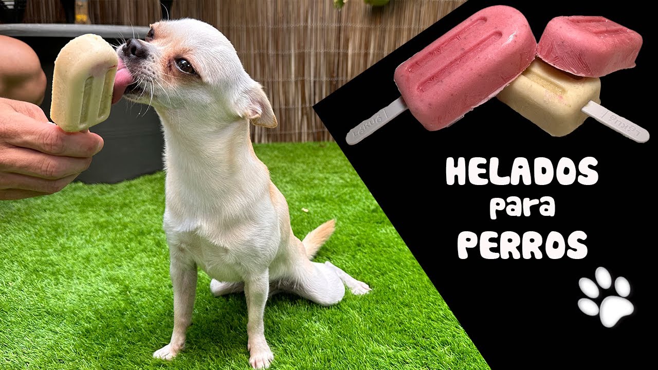 ‼️El HELADO CASERO que hará que TU PERRO se Enamore de Ti‼️🐾🍦 #dogrecipes