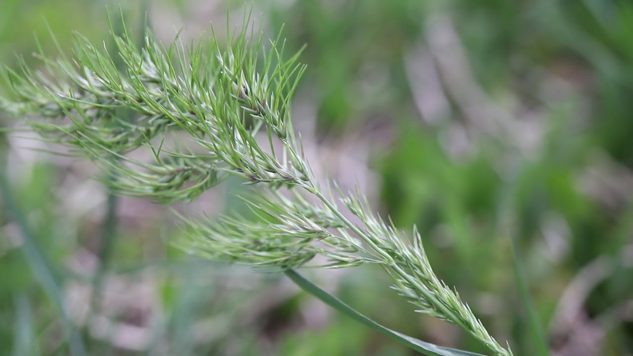 BULBOUS BLUEGRASS (Poa bulbosa)