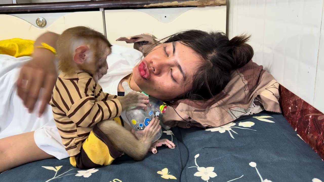 Baby monkey
