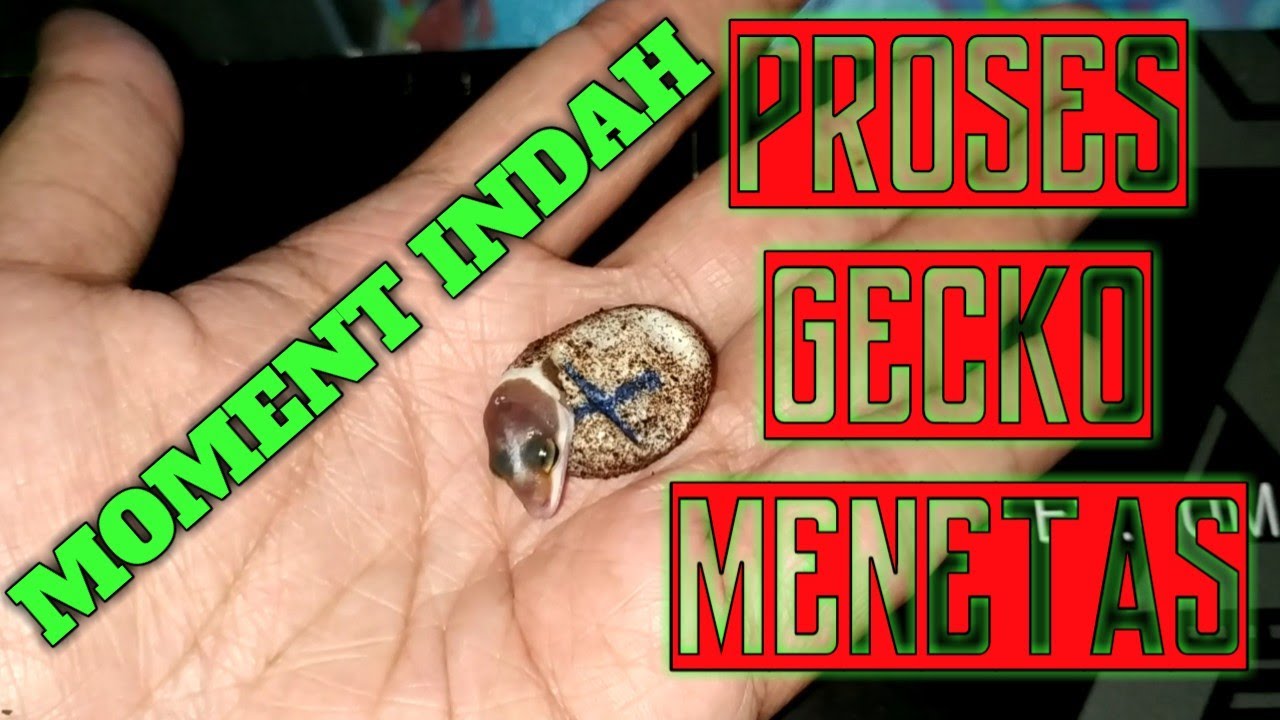 PROSES GECKO MENETAS!! Moment Langka dan Indah 😍