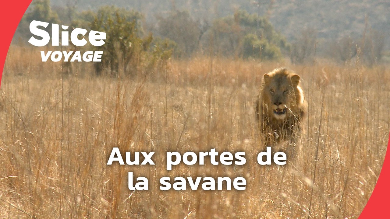 Le berceau de l&rsquo;humanit&eacute; : Johannesburg et ses environs I SLICE VOYAGE I DOC EN ENTIER