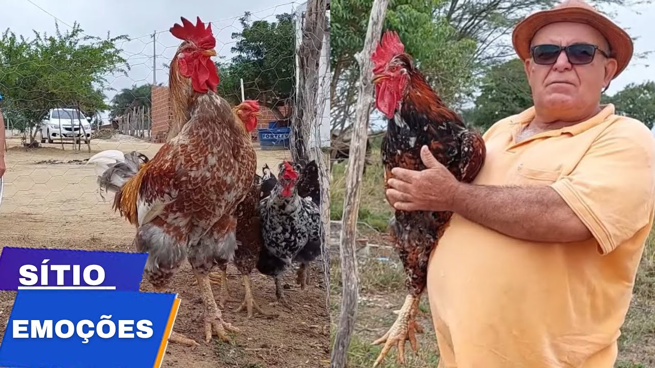 Terno de gsb GENÉTICA de GALEGO de piritiba - GALINHA SERTANEJA BALÃO