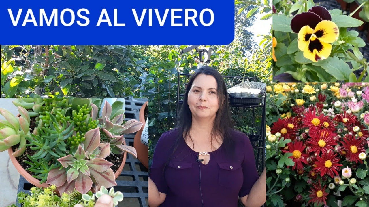 VISITANDO UN VIVERO DE LOS ANGELES.