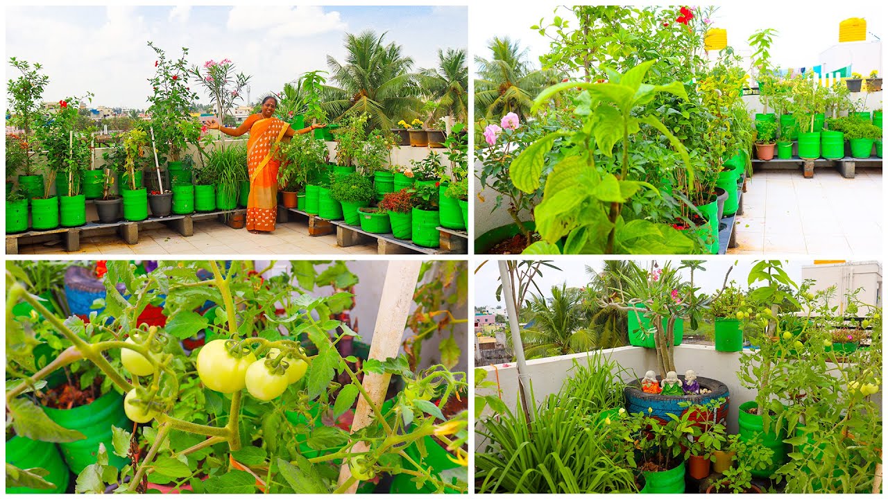 நம்ம புது மாடித்தோட்ட TOUR 😍பார்க்கலாம் வாங்க |New Terrace garden Tour|@Ammaveetusamayal