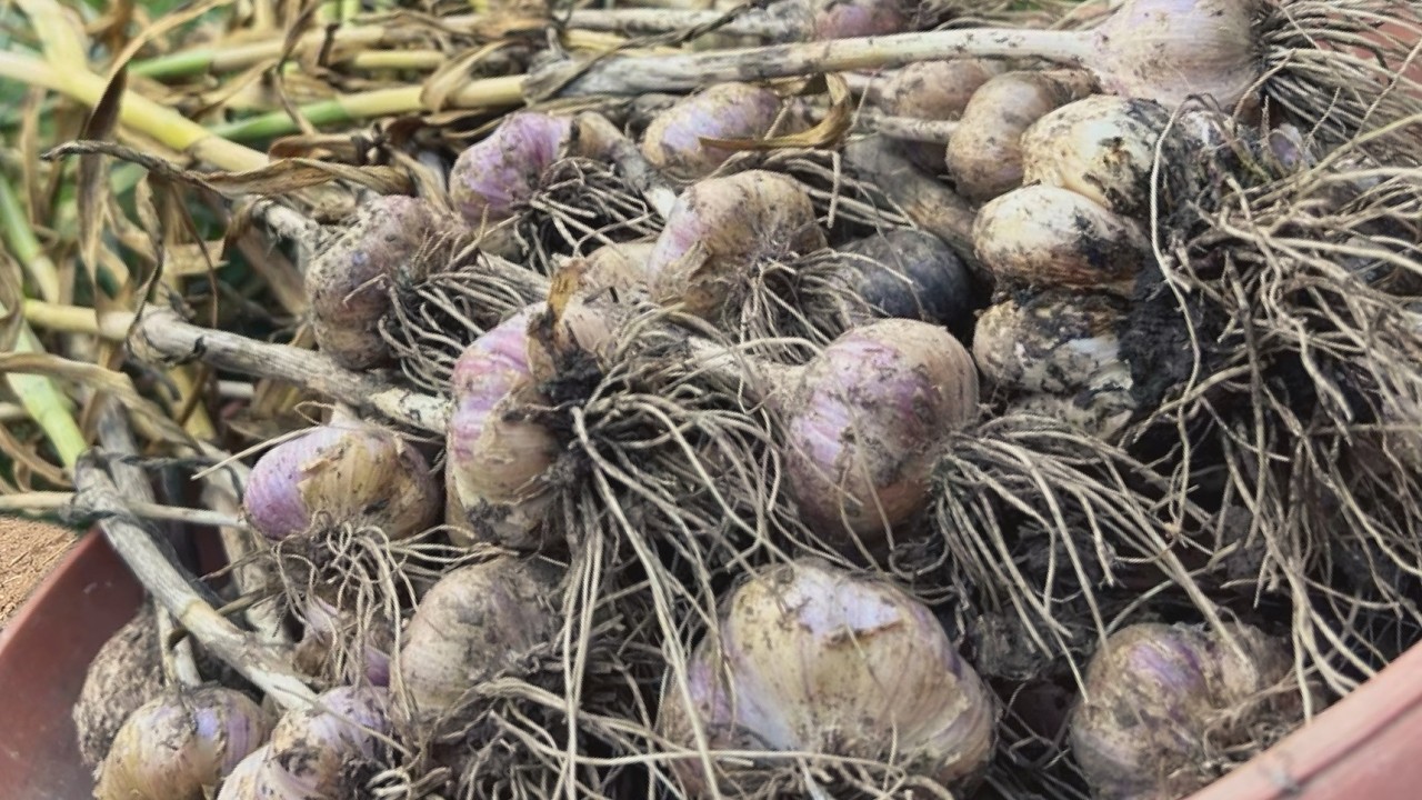 Ce iubește usturoiul? Tehnici de plantare toamna