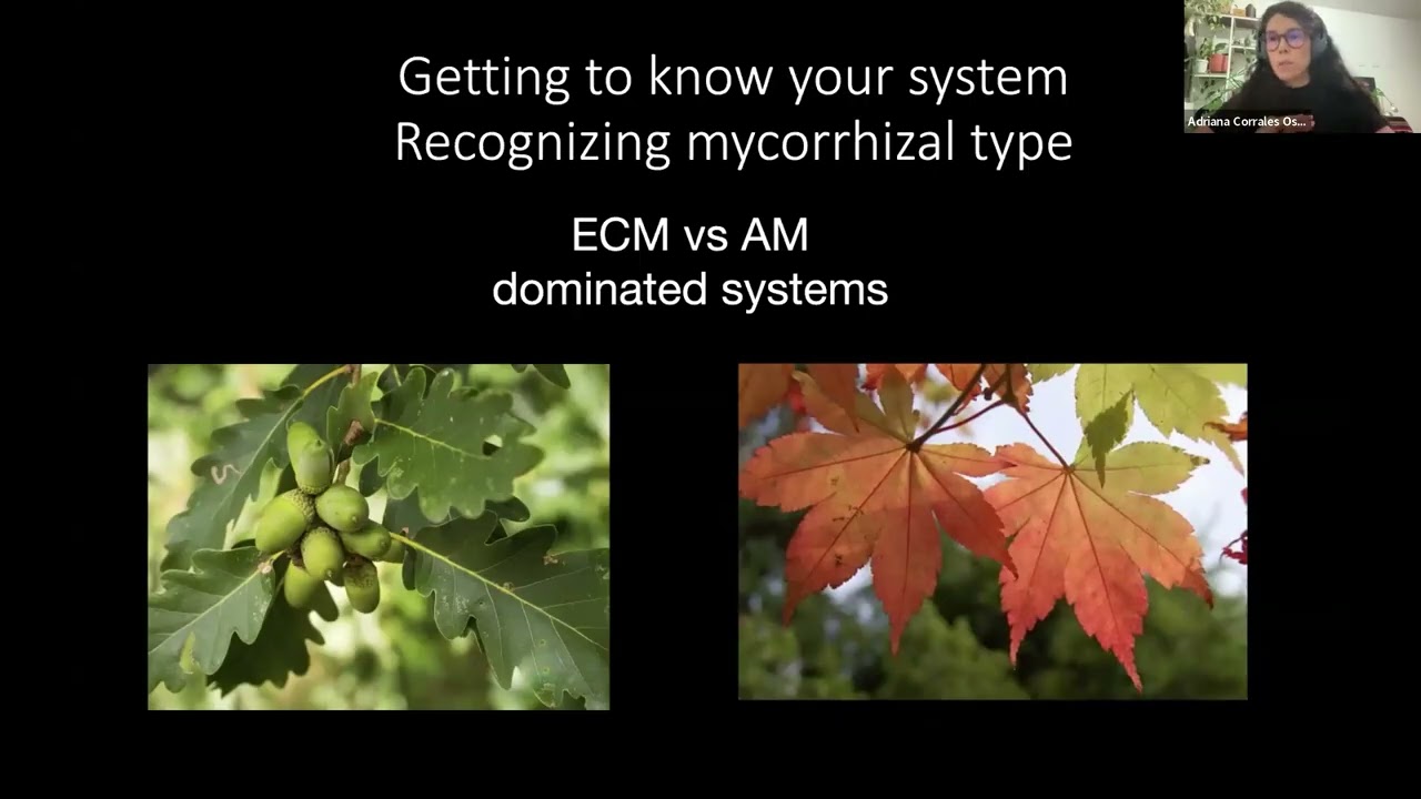 Importance of mycorrhizal fungi for tree propagation by Adriana Corrales