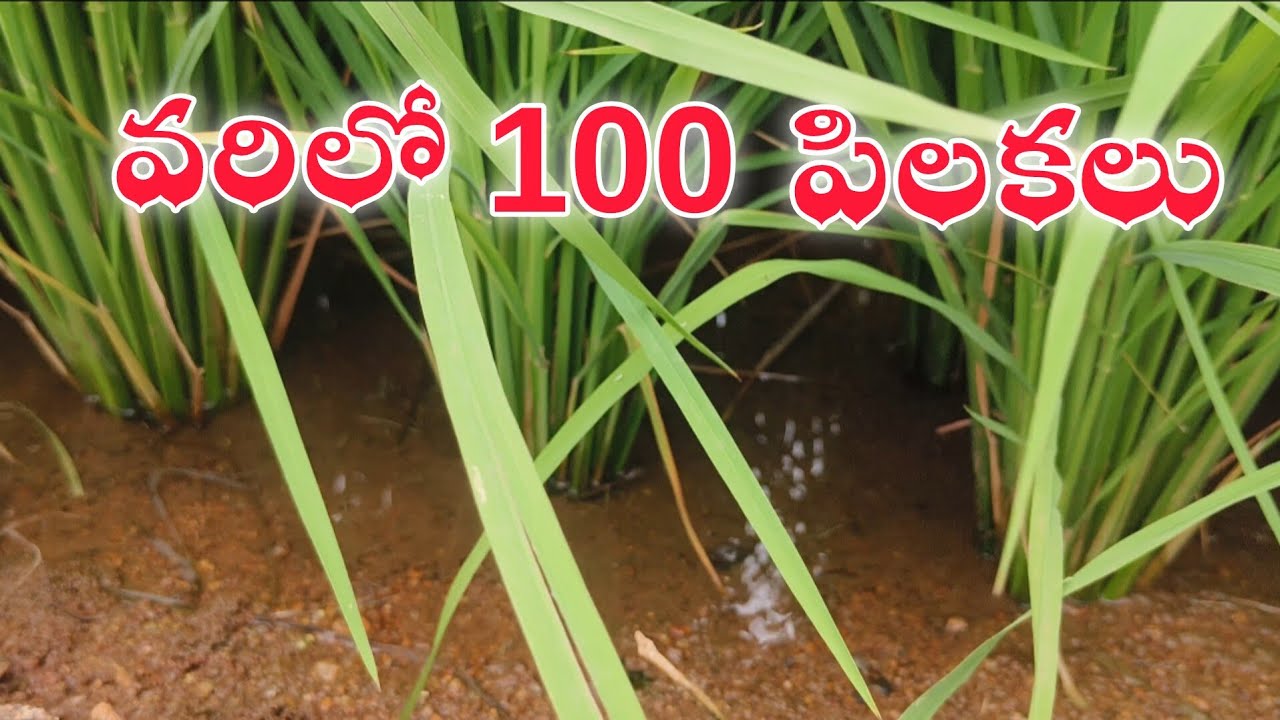 ​🌾వరిలో అధిక పిలకలు! ఈ ఒక్క మందుతో మీ పంట దిగుబడి రెట్టింపు ఖాయం!🌾