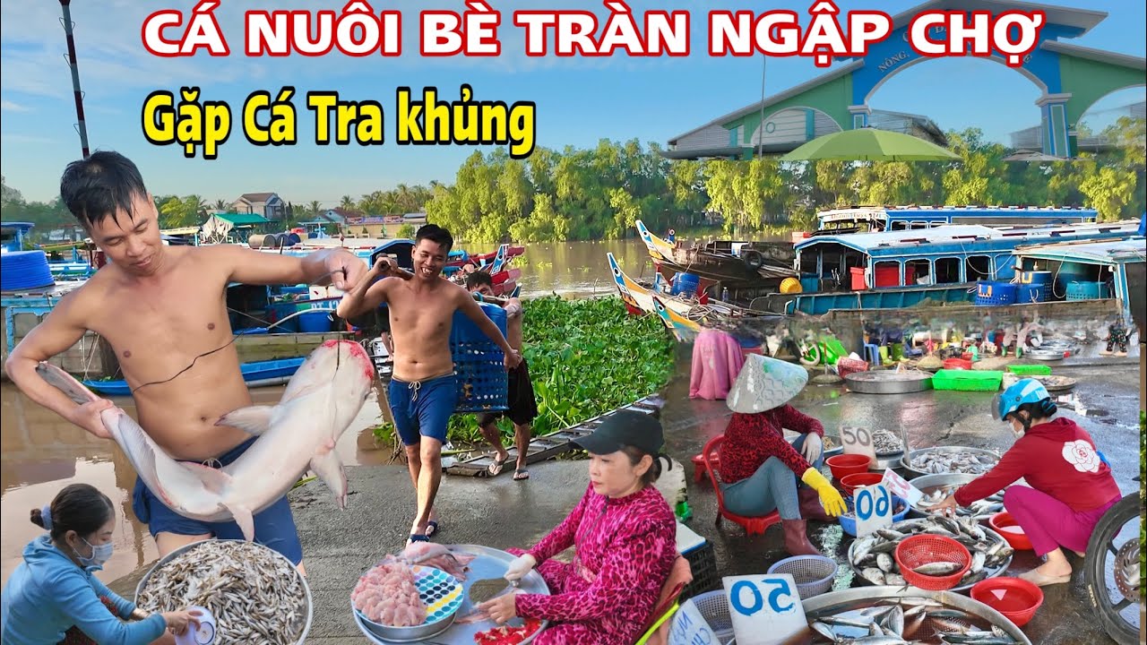 Tràn Ngập Cá Nuôi Bè Bất Ngờ Gặp Cá Tra Khủng ở Chợ Đầu Mối Bến Tre