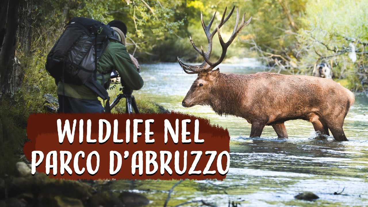 FOTOGRAFIA WILDLIFE - Cervi nel Parco Nazionale d'Abruzzo -