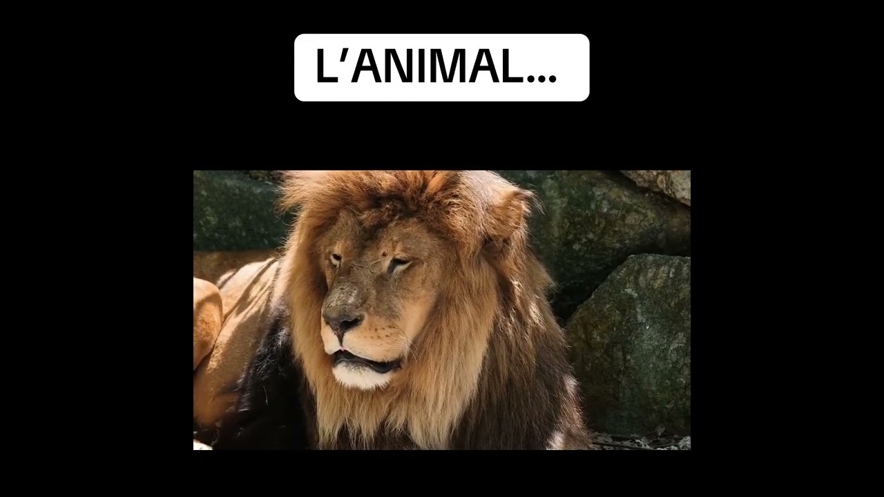 L'ANIMAL de Caroline Gauthier