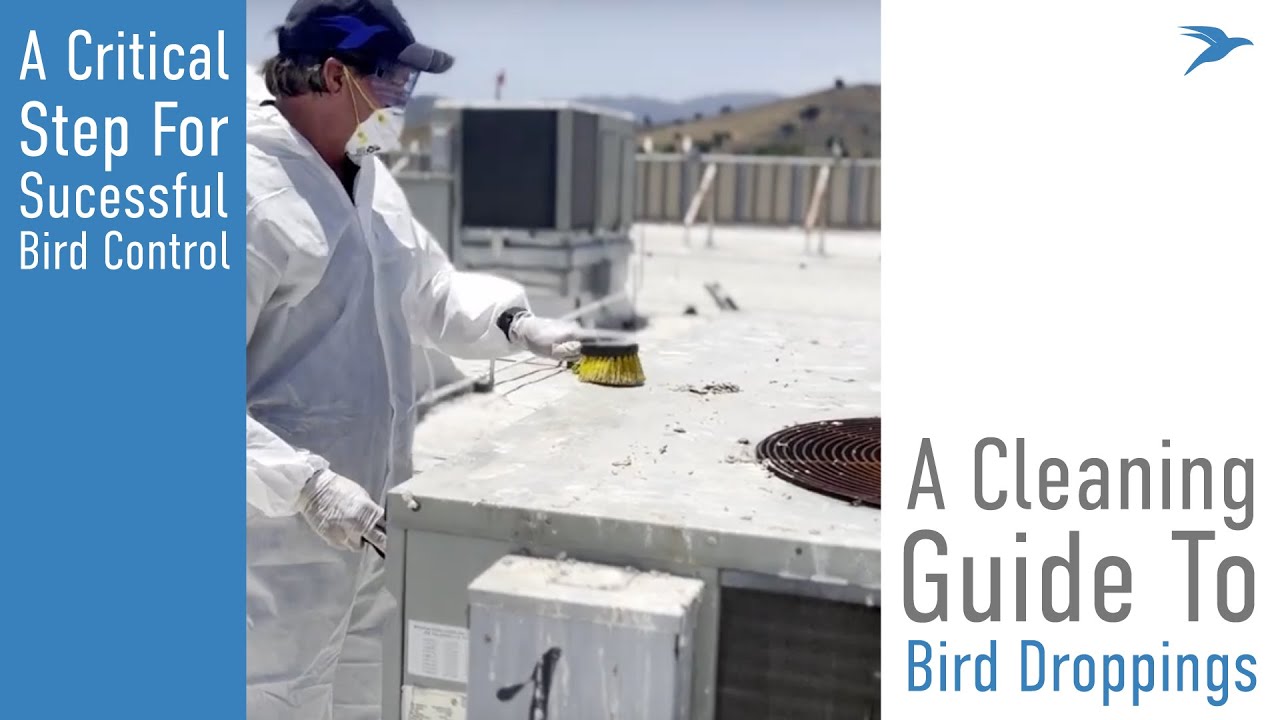 Cleaning Bird Poop with Dissolve-It