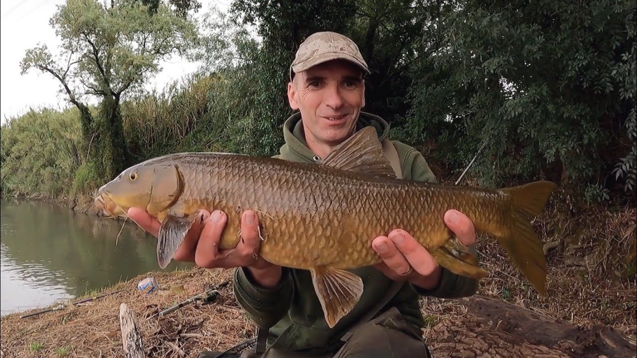Pescar barbos gigantes na superfície...