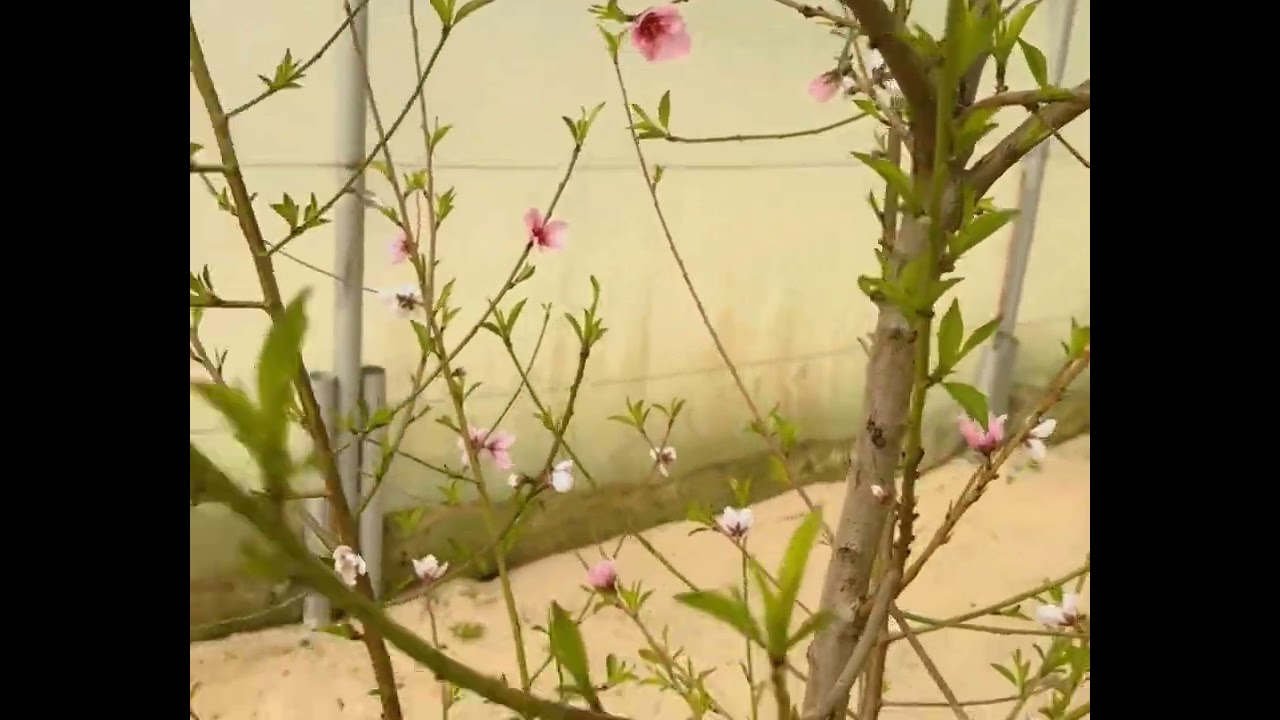 نموات الربيع لاشجار الفاكهة