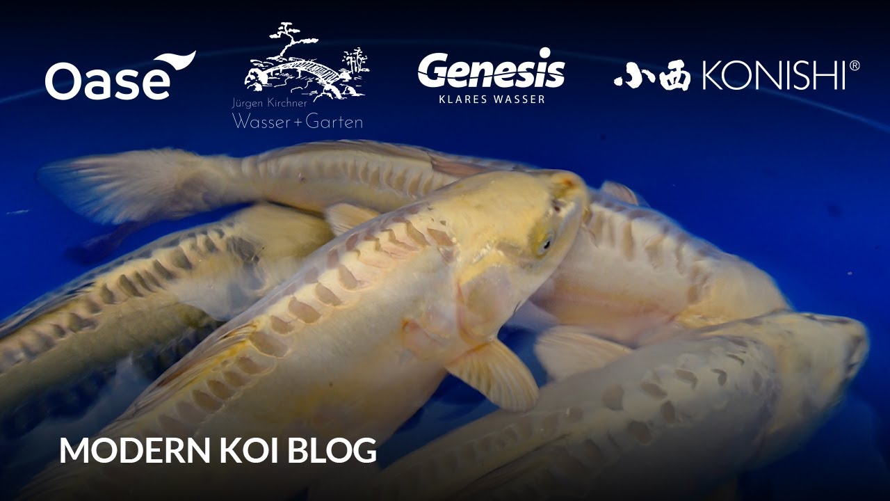 Modern Koi Blog #6343 - Live aus Japan: Die stärksten Tategoi aus Kirita