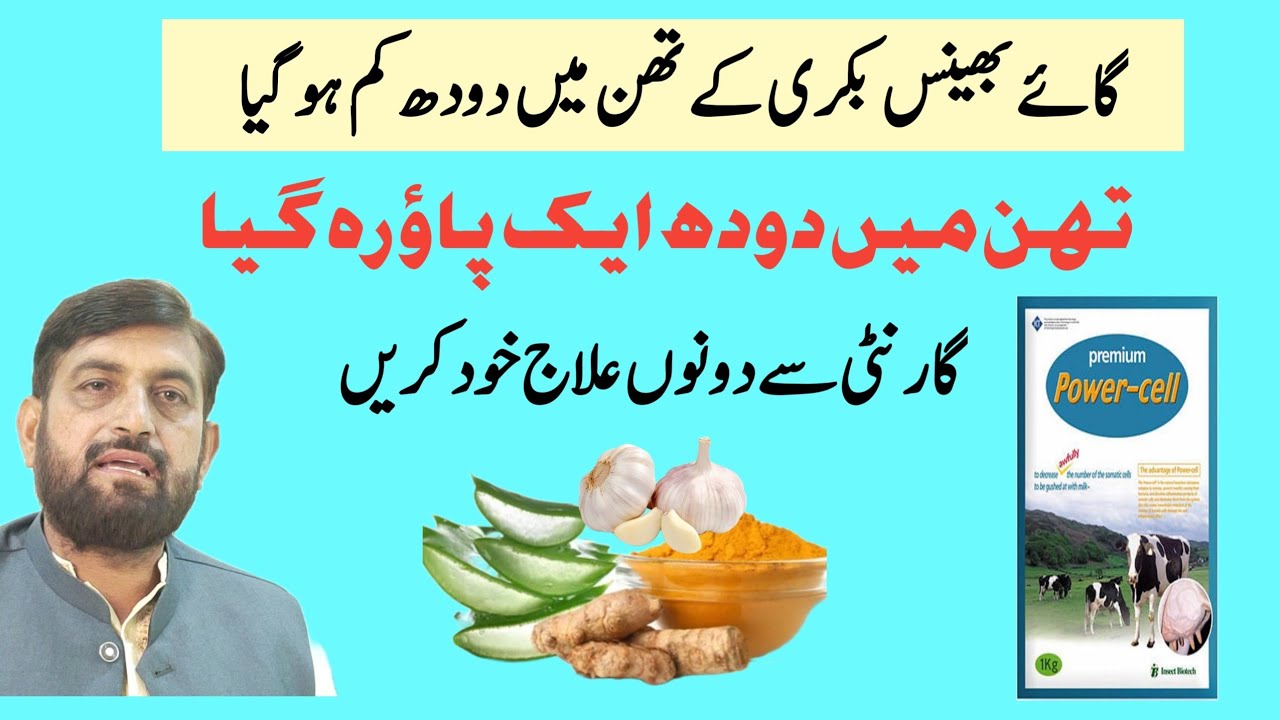 Milk Decrease In One Teat | Cow Buffalo کے تھن میں دودھ کم ہو گیا | Best 100 💯 Treatment