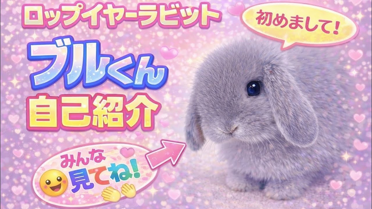 【初動画】ロップイヤーラビットのブルくんを紹介！家族みんなで初めてのうさぎ飼育頑張るぞ！