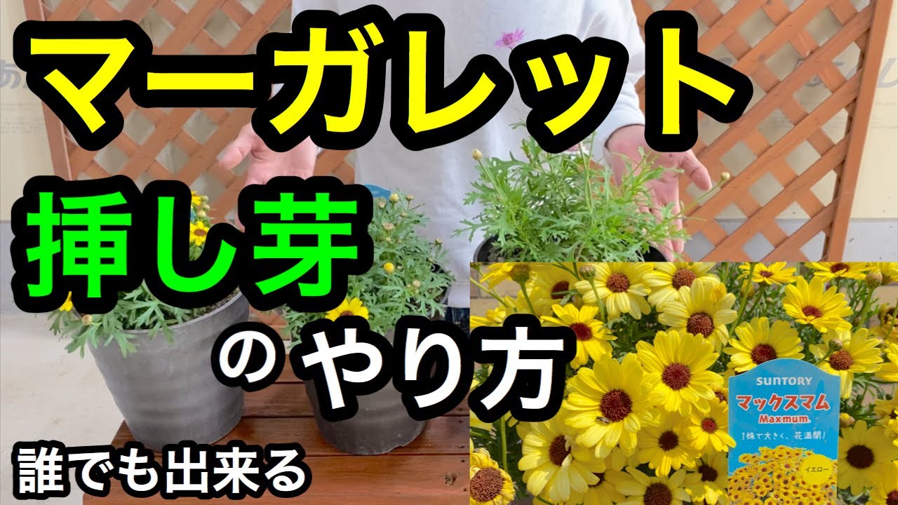 『マーガレット』挿し芽のやり方🌸
