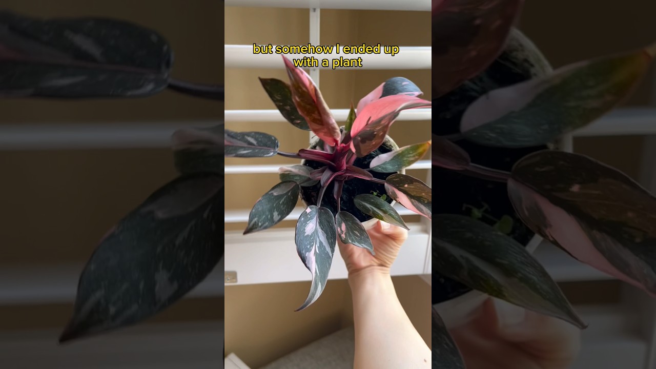 Как я получил свое самое красивое растение #шорты #комнатныерастения #уходзарастениями #филодендр...