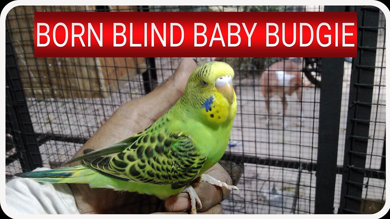 Blind baby budgie