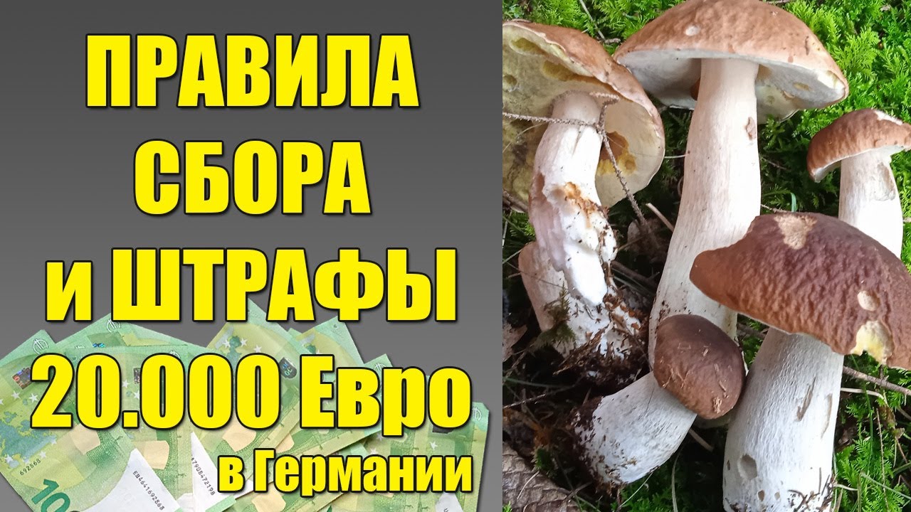 ПРАВИЛА сбора ГРИБОВ и ШТРАФЫ 20000 ЕВРО в Германии!