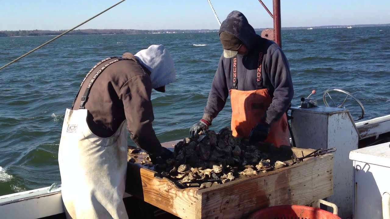 Dredging for Oysters on the Rappahannock River