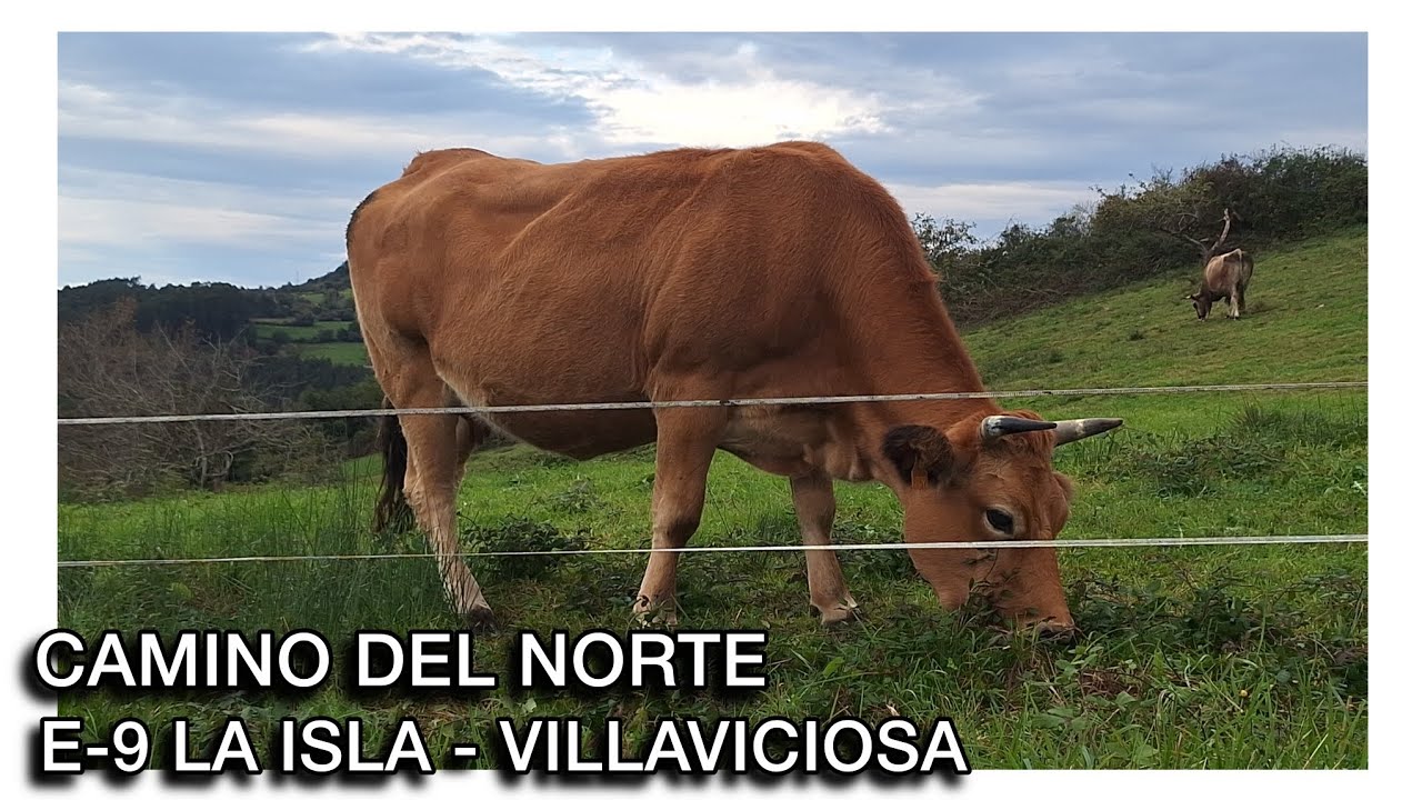 Camino del Norte.  Etapa 9 La Isla - Villaviciosa 